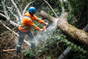 Tree Removal in Georgina | Professional Tree Care in Keswick, Sutton ...