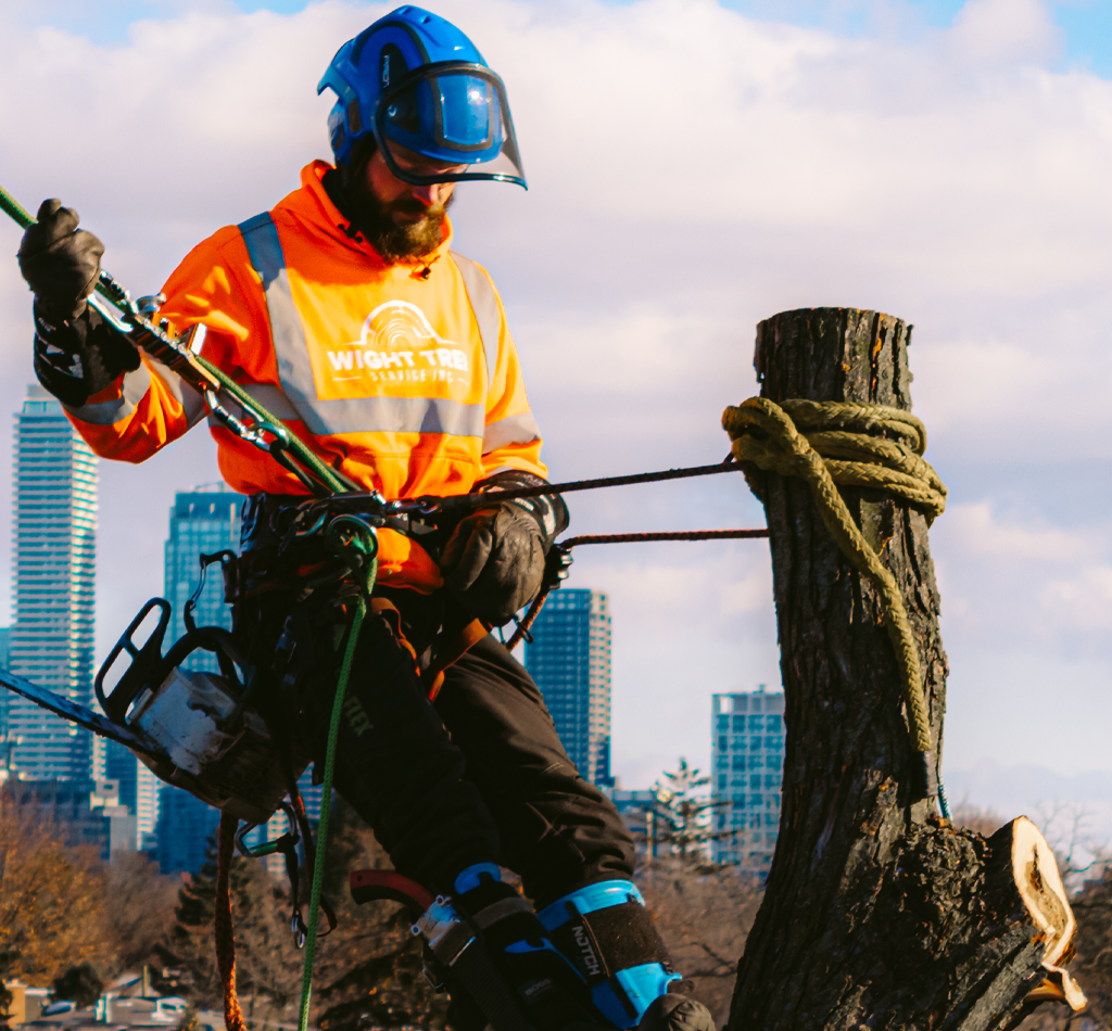 wight-tree-tree-removal-2