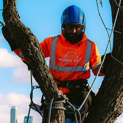 wight-tree-worker-climb-tree